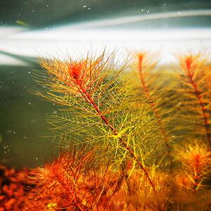 乌苏里聚藻水草水下叶鱼缸造景活体植物新手阴性淡水好养套餐增氧