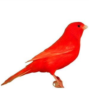 玉鸟活鸟辣椒红芙蓉鸟金丝雀山东黄白玉鸟扬州黄绿桂皮观赏鸣叫鸟