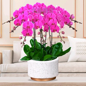 北京同城紫色蝴蝶兰盆栽带花苞公司商务盆栽礼花花卉大辣椒北京盆