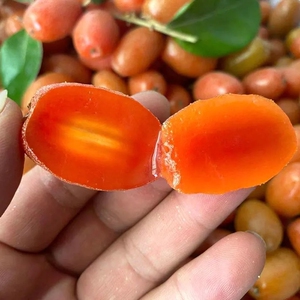 云南特产羊奶果水果新鲜野生水果牛奶果孕妇酸甜应季水果