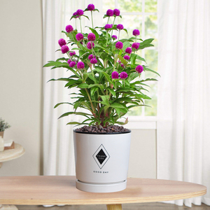 千日红盆栽苗带花苞花卉植物室内花四季开花不断好养易活庭院绿植