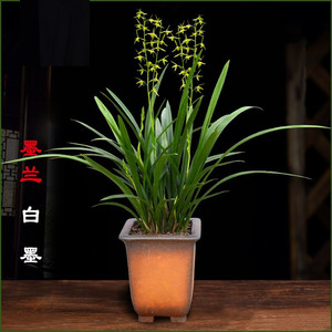 兰花仙殿白墨 浓香素心墨兰 宽叶兰草 企剑软剑客厅阳台庭院花卉