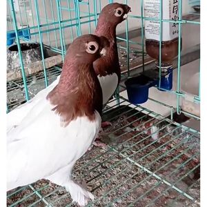 精品观赏鸽短嘴两头红鸽子活体种蛋一对新疆系观赏鸟两头紫受精蛋