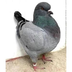 3斤左右大体圆环种鸽种蛋公斤鸽精品元宝鸽子受精蛋眯眯眼大象腿