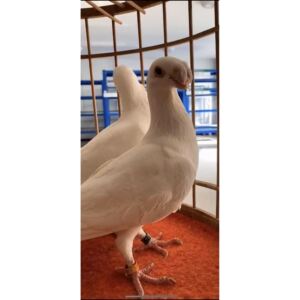 新疆系短嘴观赏鸽马头鸽子种蛋种鸽白色俄罗斯头型大鼻子鸽受精蛋