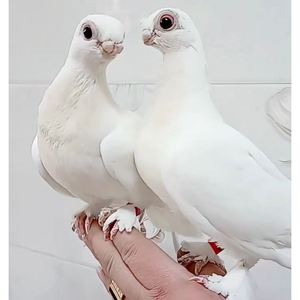 新疆系金眼短嘴观赏鸟种鸽种蛋可孵化受精蛋豆眼白鸽子毛腿精品级