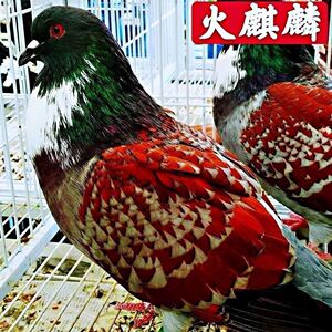 受精鸽子蛋可孵化