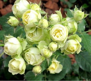 月季花盆栽奶油龙沙宝石阳台月季四季玫瑰丰花微月绿色月季