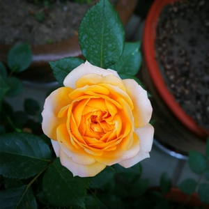 月季橙色橙月亮日月玫瑰花苗月季苗多季开花盆栽阳台庭院花卉植物