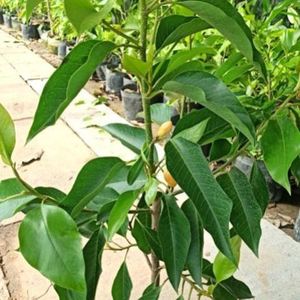 嫁接正宗【白兰花树苗】四季开花绿植盆栽黄果兰绿植室内浓香花卉