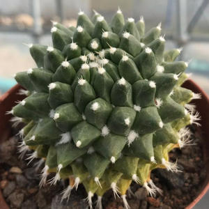 新款多肉植物银春仙人球仙人室办公掌内阳台桌面新款稀合贵货组.