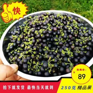 龙葵果野生材250克鲜果天茄子野葡萄黑天天黑悠悠黑黝黝