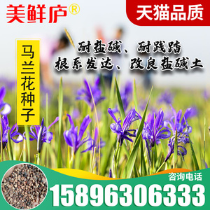 马莲种籽耐旱耐新采马蔺强花适应性花种子盐碱耐涝马兰草马兰种子