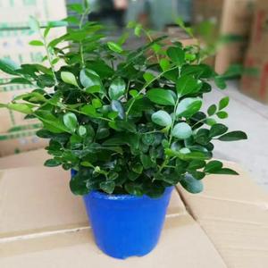 十里香花盆栽植物驱蚊