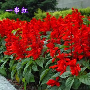 正宗矮一串红种子矮串红高串红四季开花种籽易种活耐寒串串红花卉