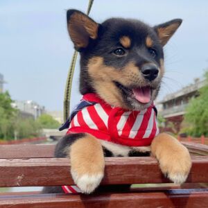 纯种中华田园犬幼犬串串狗狗活体四眼德牧犬拉布拉多金毛家养宠物