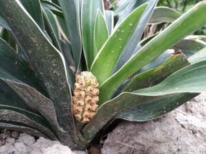 金边青叶万年青四季常青盆栽阳台室内花植物绿植花卉耐寒花冬不凋