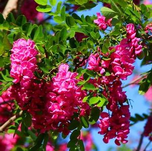 诚信花卉6淘宝食用香花槐树苗富贵树槐花苗红花槐树苗庭院绿化花园