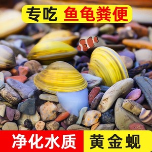 专吃鱼屎粪便净水黄金河蚌蚬冷水观赏淡水热带鱼清理螺清道夫鱼缸