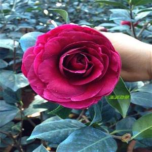 云南茶花 2年玉带紫袍(r大紫袍) 精品 传统靠接苗精品云南茶花