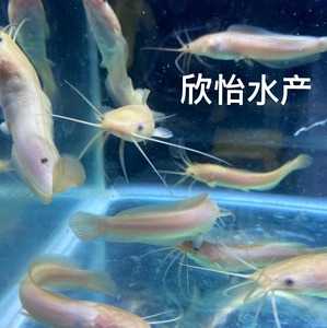 白化小丑武士黑白鲶塘鲺鱼大型冷热带鱼观赏鱼苗淡水鱼活体宠物