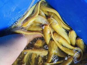 观赏鱼黄金大口鲶鱼黄化大口鲶活体不加温凶猛鱼稀有鱼冷水鱼