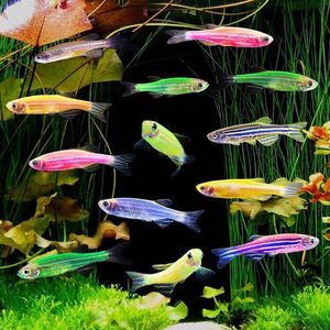 斑马鱼小型热带鱼观赏鱼易养活的灯科鱼群游鱼活体鱼新手鱼冷水鱼