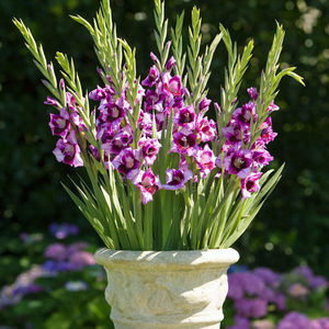 剑兰种球开花不断花球耐热易活四季懒人种植花盆栽开花不断唐菖蒲