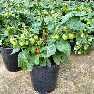 矮桩小番茄盆栽圣女果可食用v阳台观果花卉幼儿园观察植物带果发