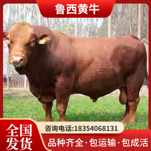 鲁西活体黄牛出售大型种牛犊活体活苗黄牛养殖技术