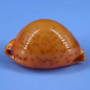 淘宝阿里巴巴为您推荐花珠宝螺产品的详细参数,实时报