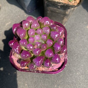 多肉植物冰灯玉露防辐射潘氏彩色水晶玉露四季好养活室内桌面盆栽