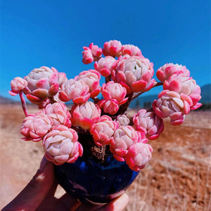 胭脂贝瑞杂交新品 樱桃 老桩群生一物一拍 稀有品种多肉植物盆栽