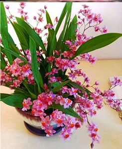 兰花草香水