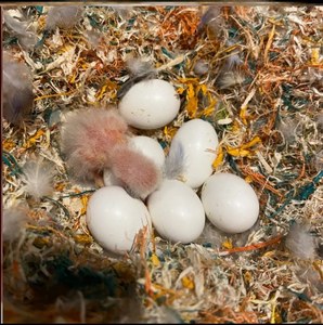 玄凤受精蛋鹦鹉蛋可孵化人工种蛋玄风鸟蛋新鲜蛋受精率高虎皮宠物