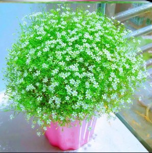 吉普赛满天星花苗