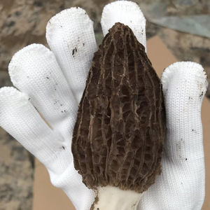 【顺丰发货】福建古田新鲜羊肚菌食用菌菇蘑菇新货非云南野生干货