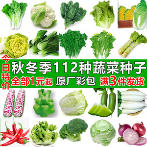 四季蔬菜种子适合秋播种植青菜生菜香菜菠菜籽白菜罗卜籽种孑大全