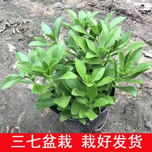 三七种植苗植物苗种食用景天养心菜救心菜籽活红种子药材名贵可