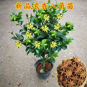 浓香八角树苗茴香树苗花大盆栽老桩盆庭院四季种植耐寒植物绿植物