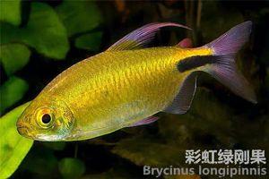 彩虹绿刚果灯鱼  南美进口观赏鱼   中高端灯鱼