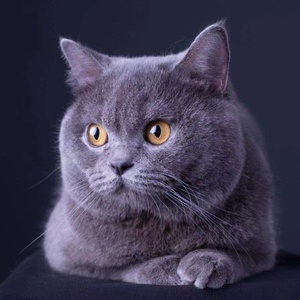 纯种蓝猫英短幼猫俄罗斯猫咪小猫活物幼崽稀罕宠物猫活体大蓝猫猫