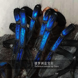 婆罗洲蓝宝石宠物蜘蛛艳丽漂亮收藏级新品种荧光蓝色s属埔鸟蛛
