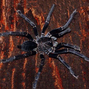 大蜘蛛宠物超大