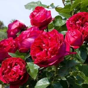 红龙蔷薇花苗藤本月季花苗爬藤月季开花庭院盆栽花苗阳台花卉单季