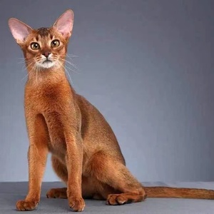 纯种红阿比尼西亚幼猫赛级红褐色埃及法老猫小鹿色蓝阿比幼崽活体