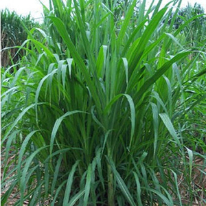 高丹草种四季牧草种子养殖再生草鱼吃的草种籽畜牧牛羊天澈旗舰店