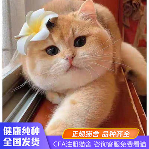 英国矮脚猫