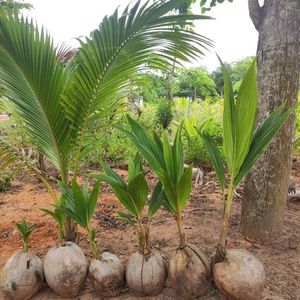 000人付款淘宝海南椰子青椰苗,泰国黄金椰树苗矮化品种热带水果,带壳