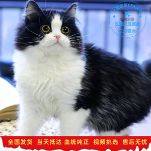 纯种黑白高地长毛猫纯白鸳鸯眼英短奶牛猫高地活体幼猫双血统猫舍